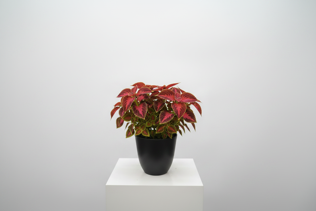 Coleus fondo blanco