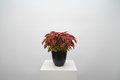Coleus fondo blanco