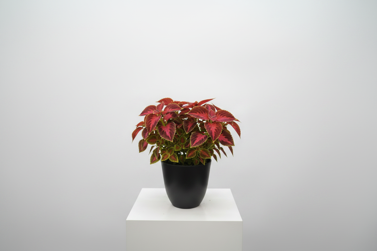 Coleus fondo blanco