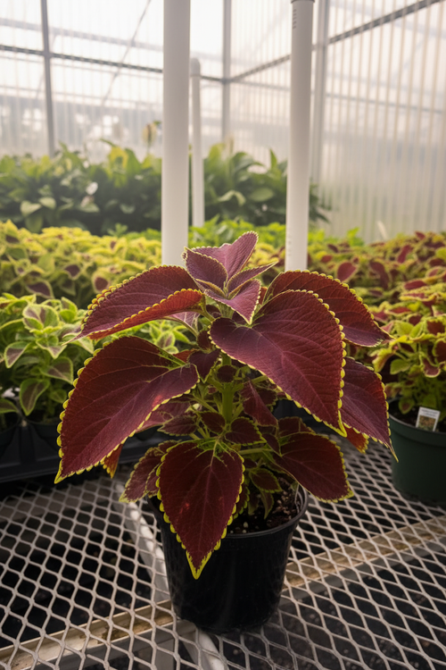 Coleus Invernadero