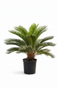 Cycas revoluta – Sago Palm