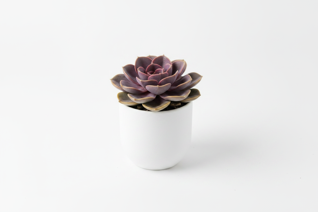 ssorted Succulents — Indoor Plants