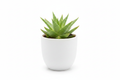 ssorted Succulents — Indoor Plants