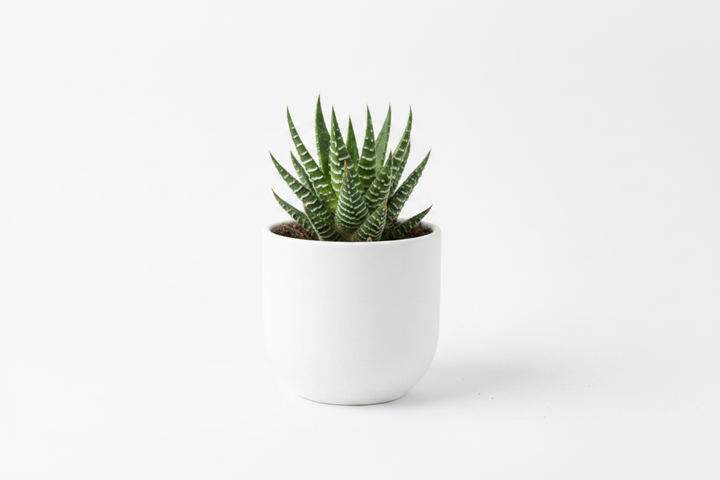 ssorted Succulents — Indoor Plants