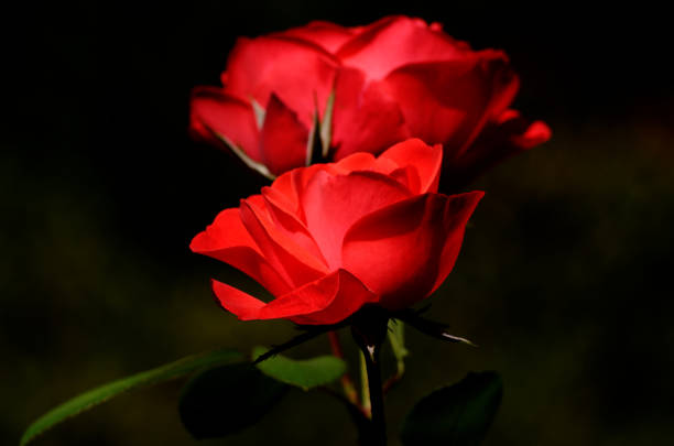 perfect for celebrating special moments. Fresh, elegant, and full of color."