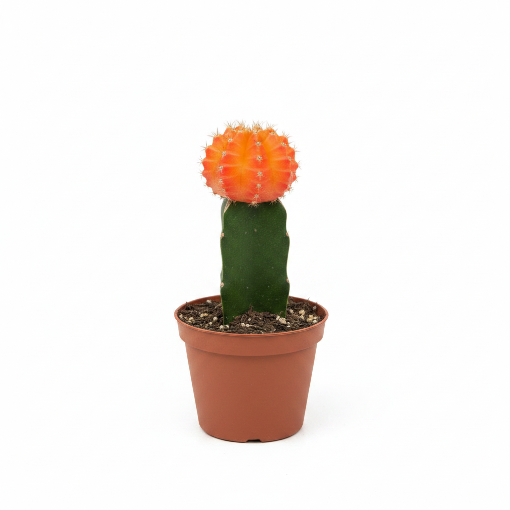 Orange Moon Cactus