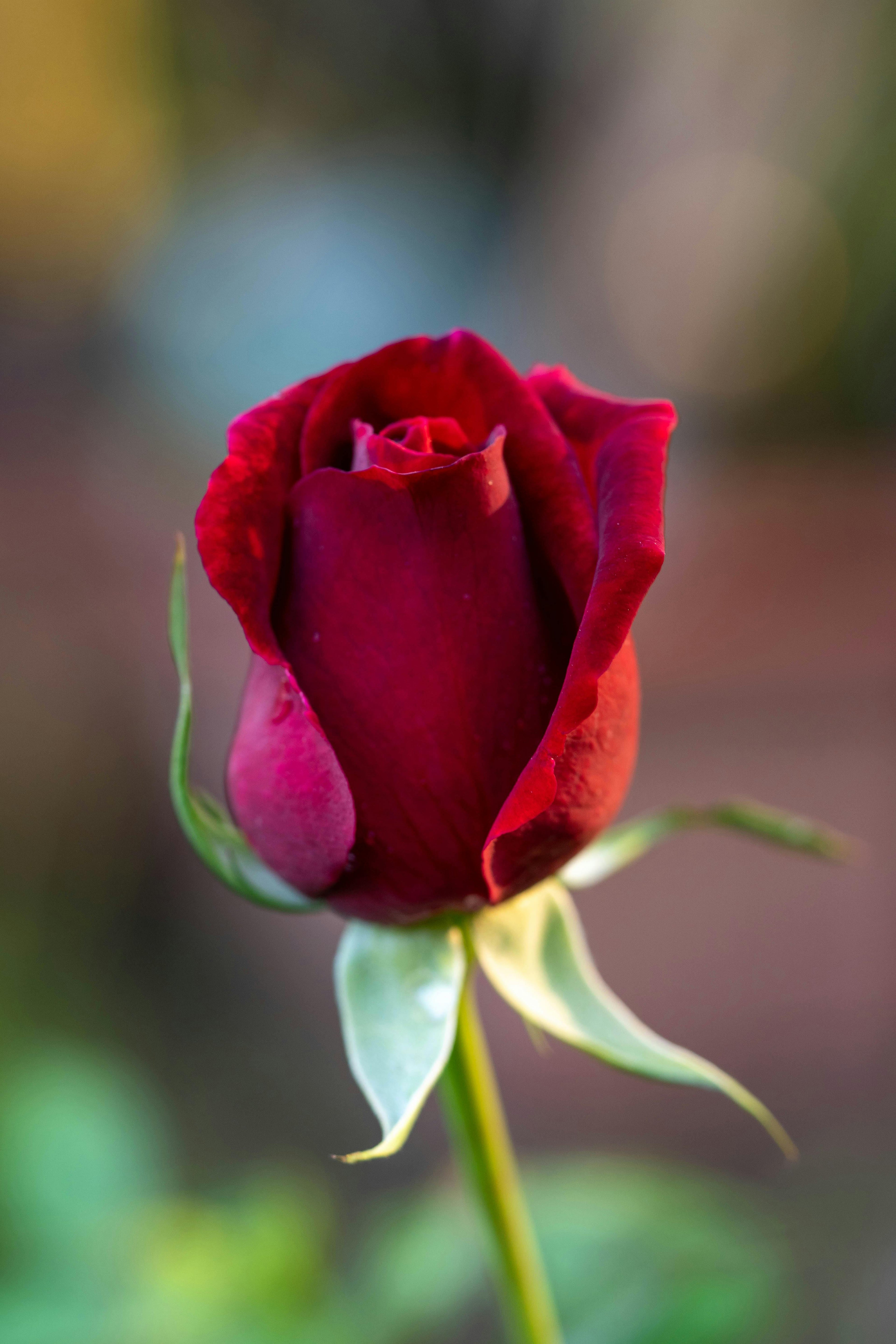 perfect for celebrating special moments. Fresh, elegant, and full of color."