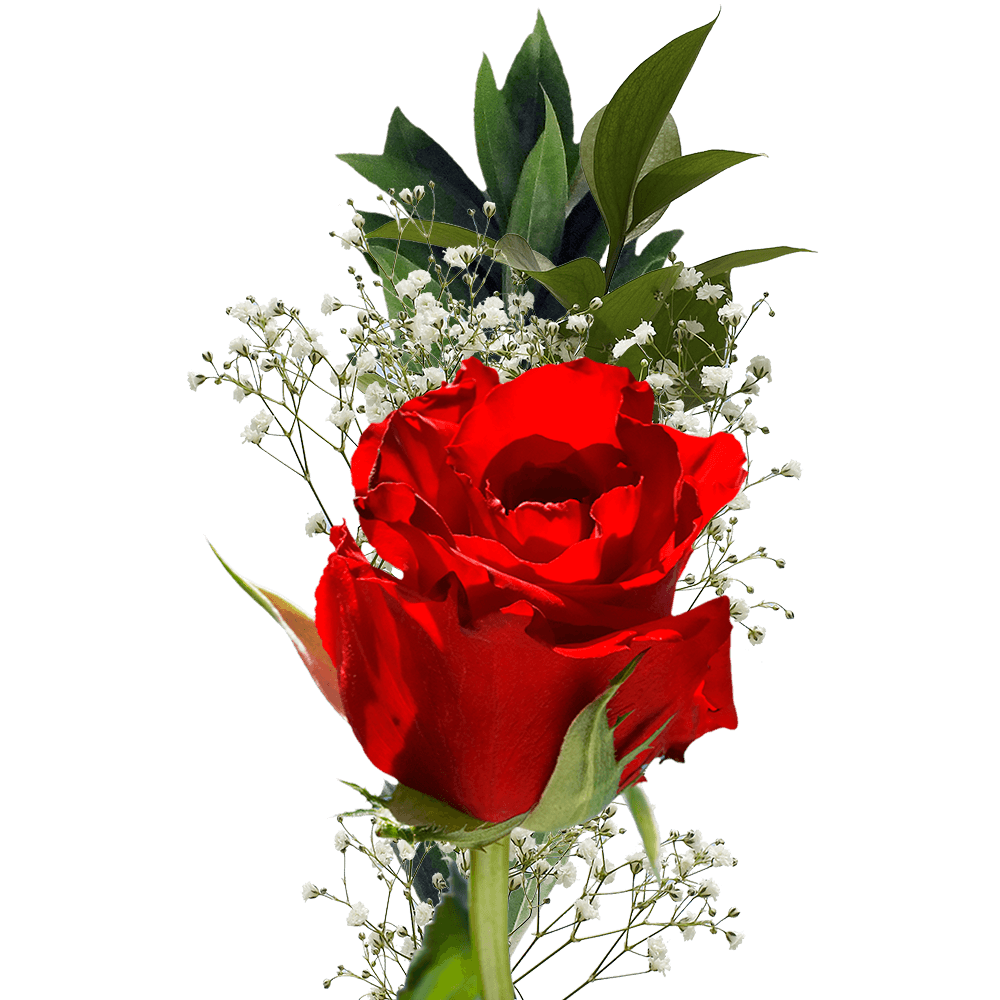 For special moments. Fresh, elegant, and full of color."