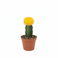 Yellow Moon Cactus
