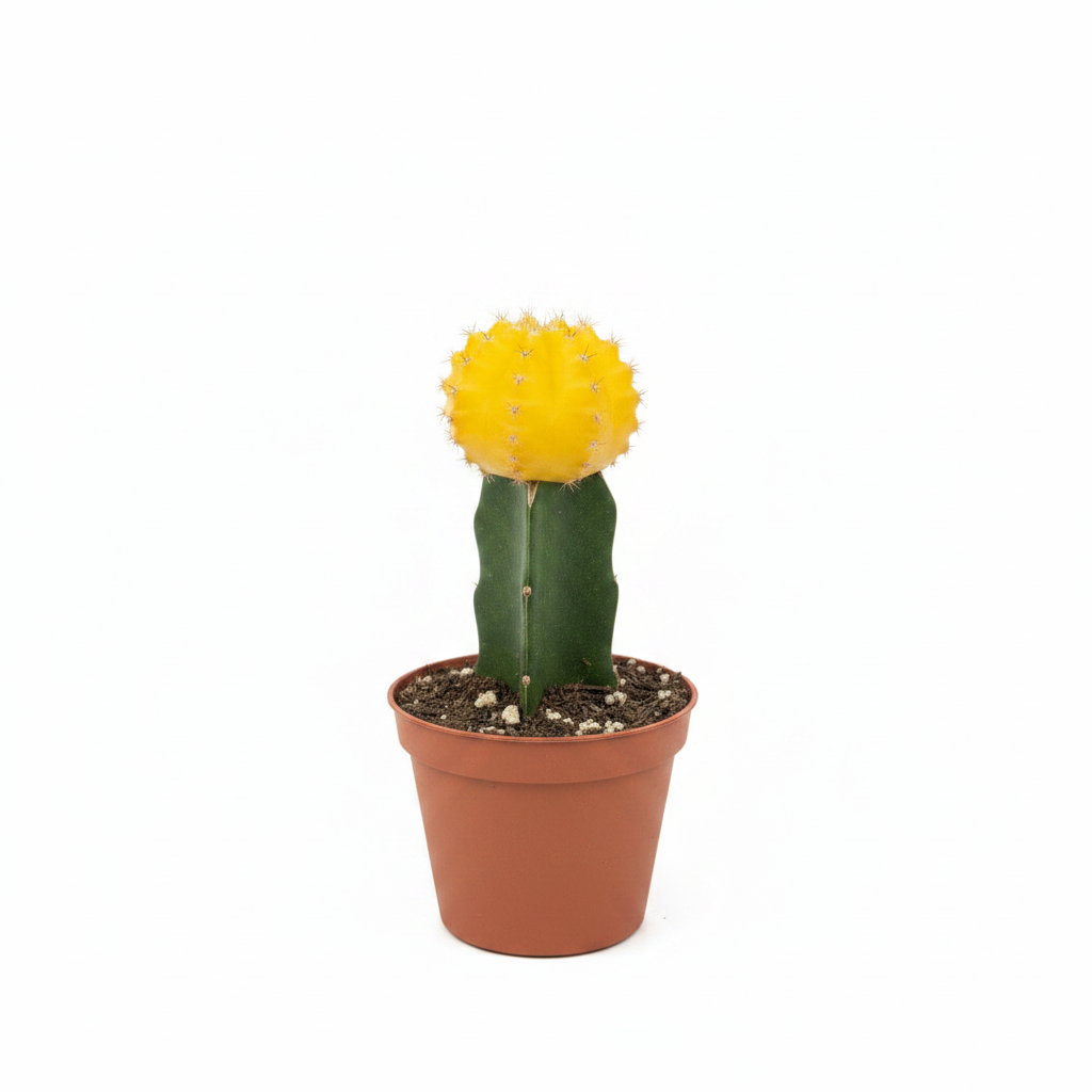 Yellow Moon Cactus