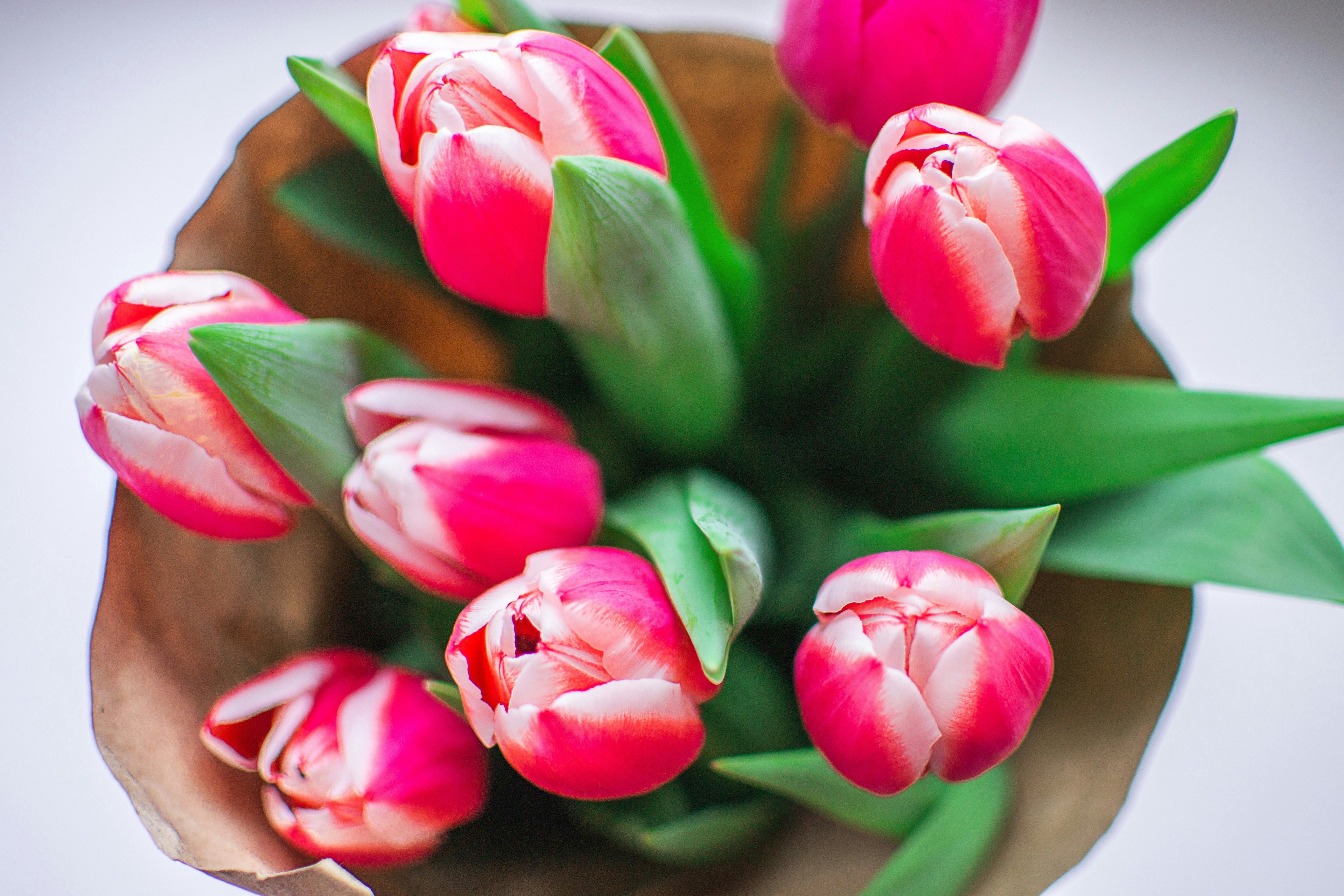 Pink Tulip Bouquet